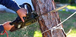 Professional  Tree Services in Saratoga Springs, UT