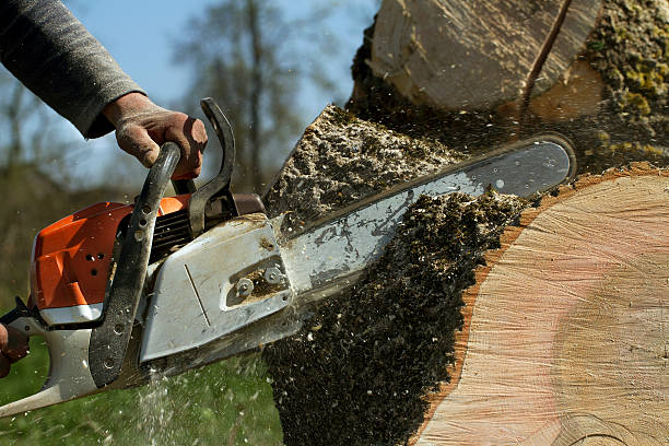 How Our Tree Care Process Works  in  Saratoga Springs, UT